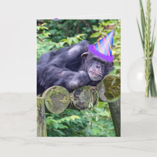 party chimpanzee for humorous birthday card