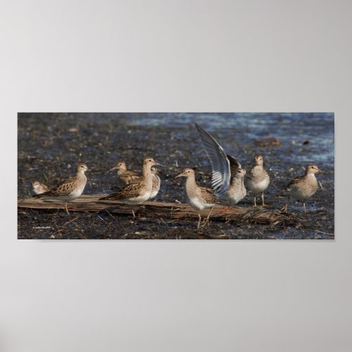 Party of Baird  Pectoral Sandpipers at the Beach Poster