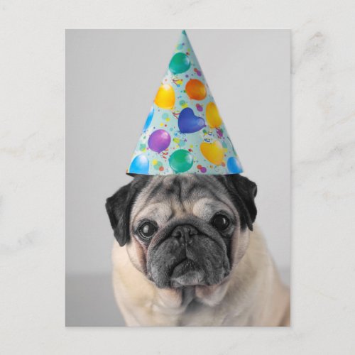 Party Pug Postcard