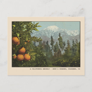 Pasadena Postcard Snow and Orange Groves