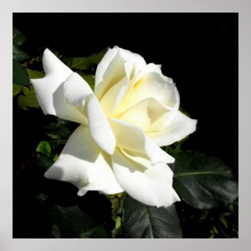 Pascali white hybrid tea rose poster