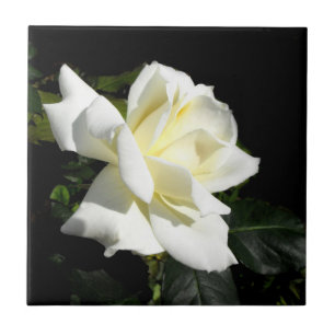 Pascali white rose tile