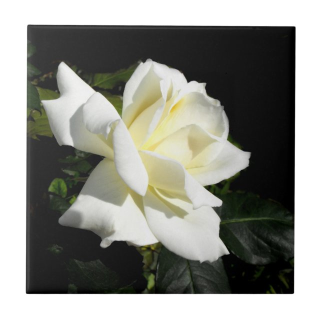Pascali white rose tile (Front)