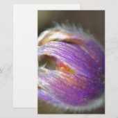 Pasque Flower Bud (Front/Back)