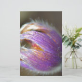 Pasque Flower Bud (Standing Front)