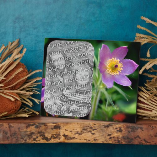 Pasque Flower Create Your Own Photo  Plaque
