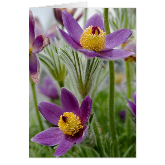 Pasque Flower or Pulsatilla Cards (Front)