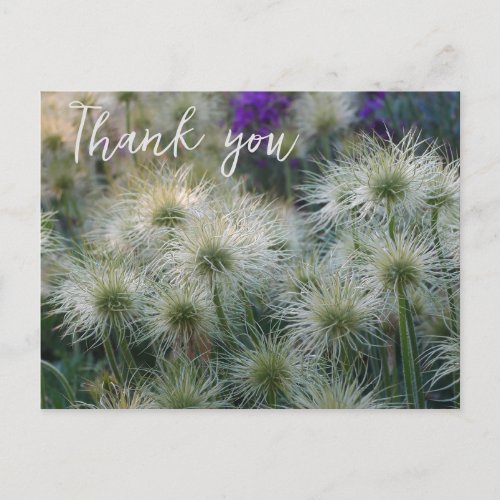 Pasque Flower Seed Heads Thank You Postcard