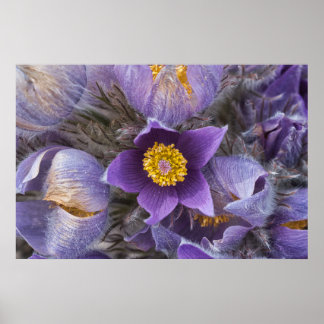 Pasqueflower Poster