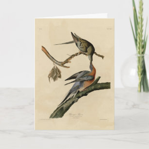 Passenger Pigeon from Audubon's Birds of America Card