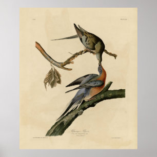 Passenger Pigeon from Audubon's Birds of America Poster