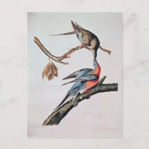 Passenger Pigeon, from 'Birds of America' Postcard