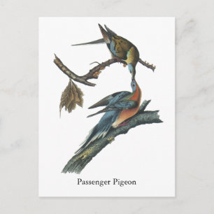 Passenger Pigeon, John Audubon Postcard