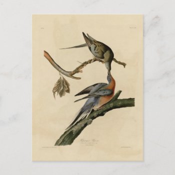 Passenger Pigeon Postcard by birdpictures at Zazzle