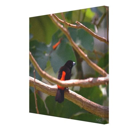 Passerinis Tanager Costa Rican Bird on Canvas