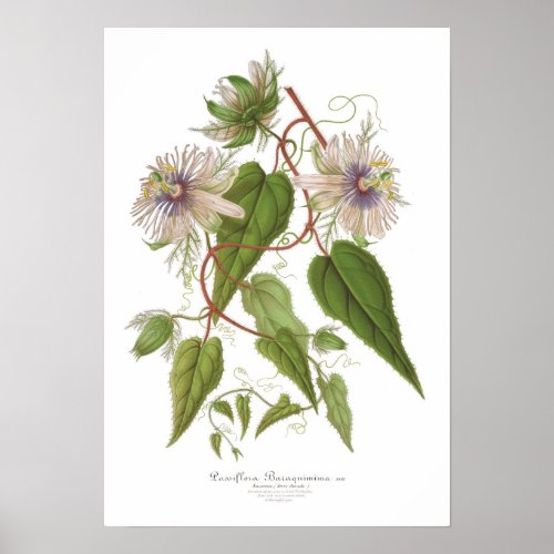 Passiflora baraquimima poster