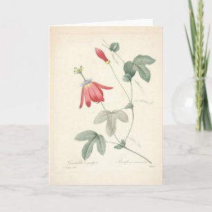 Passiflora by Redoute Botanical Sympathy Card