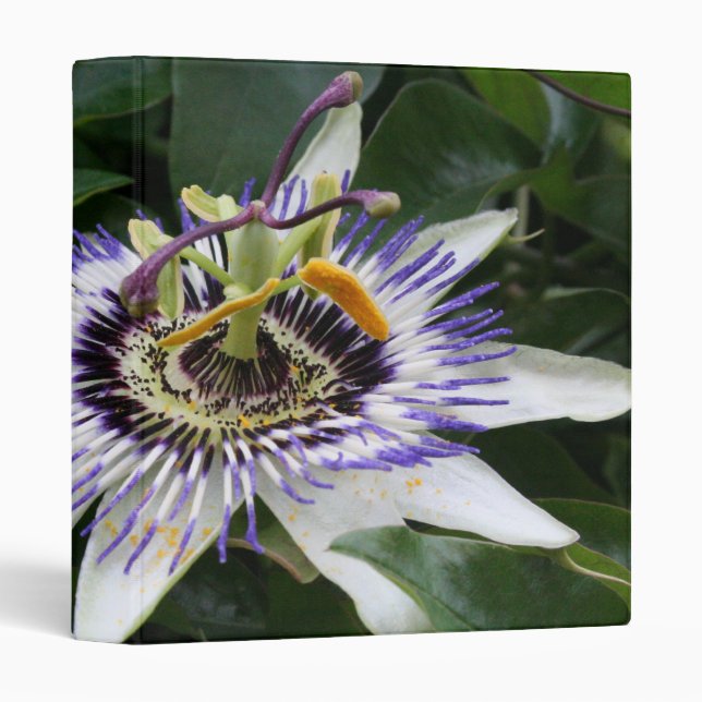 Passiflora - Floral Photography Binder (Front/Spine)