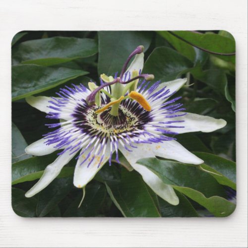 Passiflora Floral Photography Mouse pad