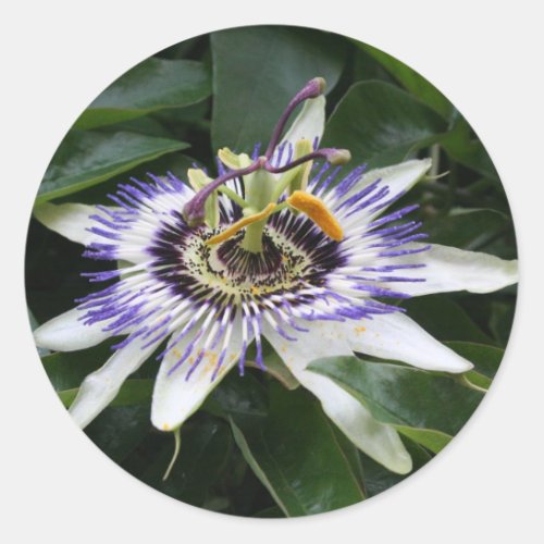 Passiflora Floral Photography Round Sticker