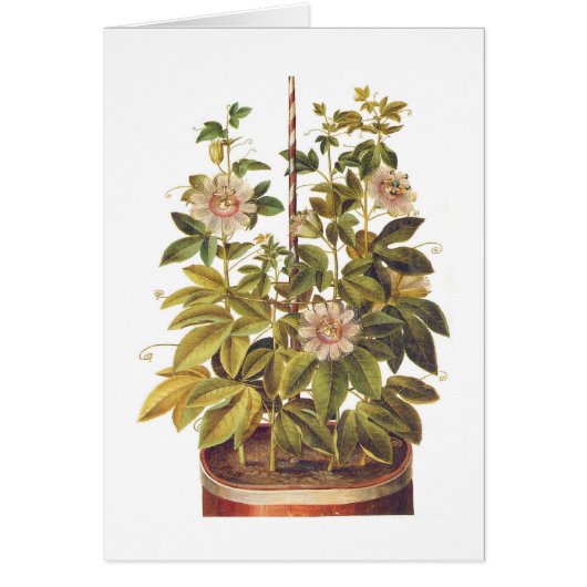 Passiflora incarnata cards (Front)