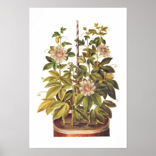 Passiflora incarnata poster (Front)