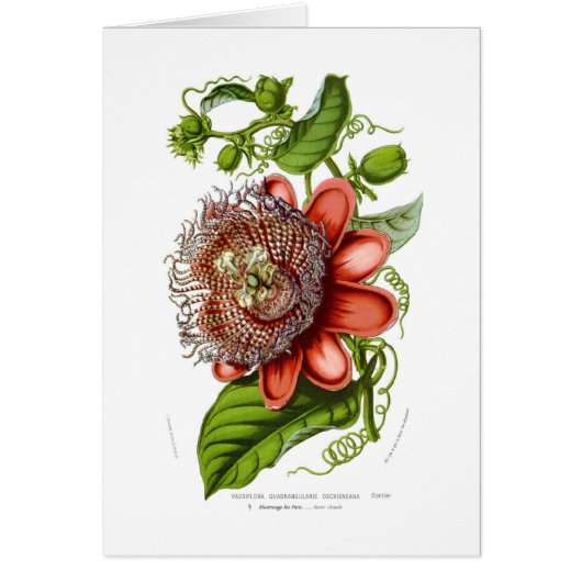 Passiflora quadrangularis decaisneana cards (Front)
