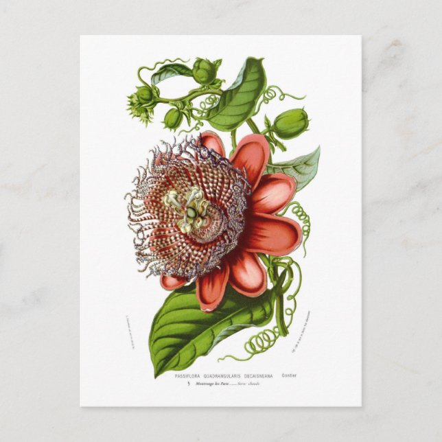 Passiflora quadrangularis decaisneana postcard (Front)