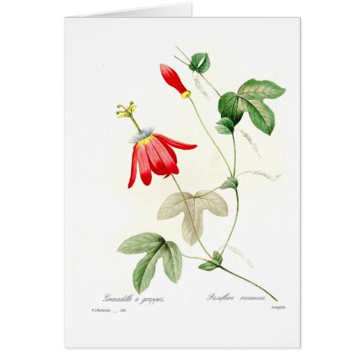 Passiflora racemosa cards (Front)