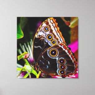 Passiflora VIOLACEA and a Blue morpho butterfly Canvas Print