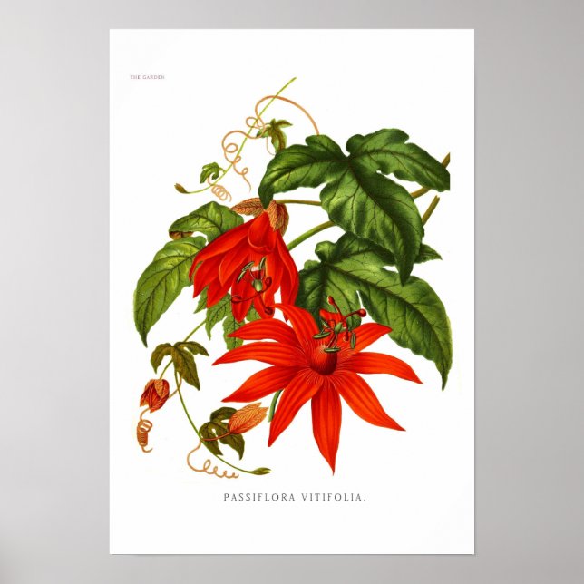 Passiflora vitifolia poster (Front)