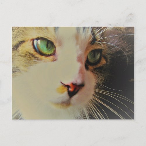 Passing Glance Cat with Green Eyes Postcard