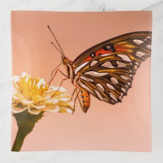 Passion butterfly on zinnia pink