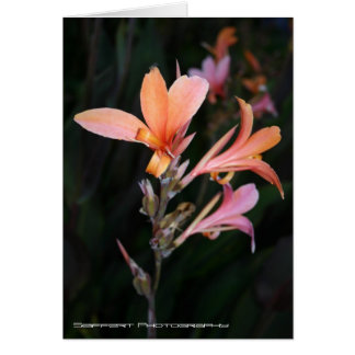 Passion Cards