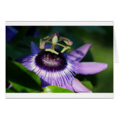 Passion Flower (Front Horizontal)