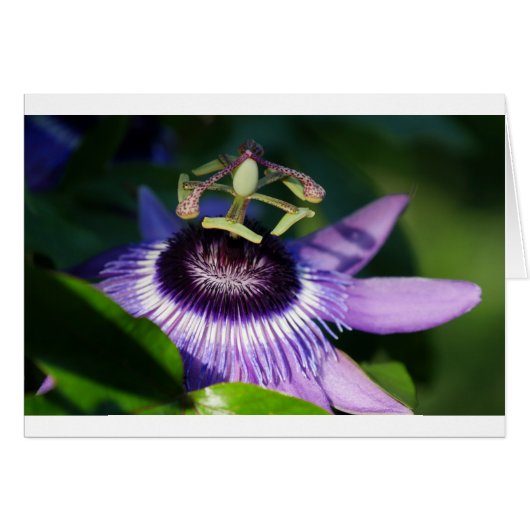 Passion Flower (Front Horizontal)