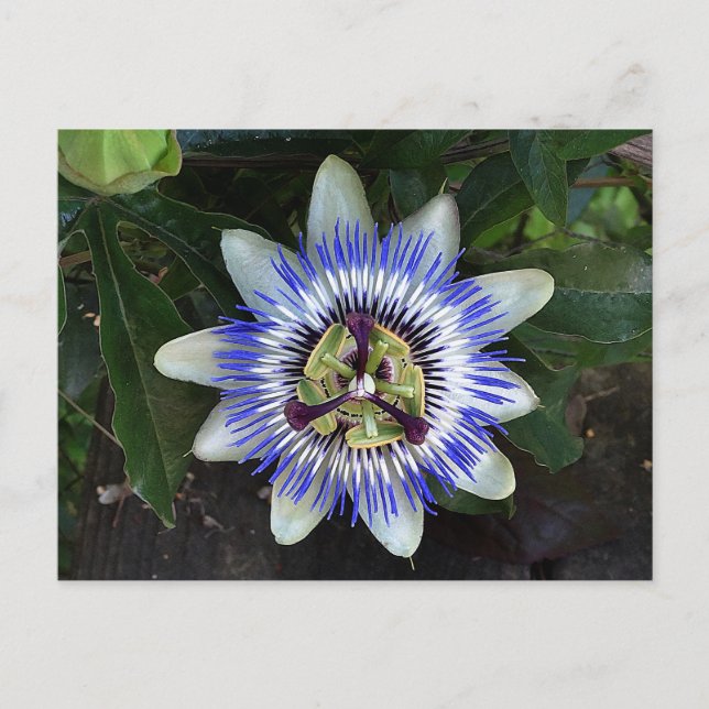 Passion Flower #2 Postcard (Front)