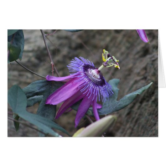 Passion flower card (Front Horizontal)