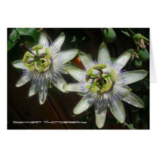 Passion Flower Cards (Front Horizontal)
