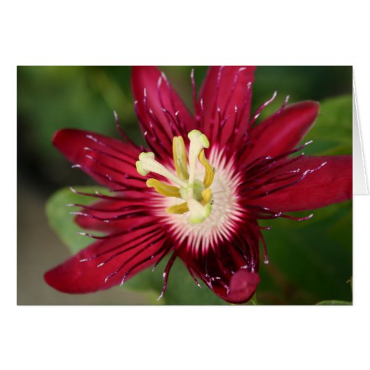 Passion Flower Cards (Front Horizontal)