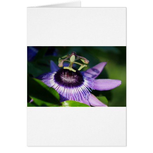 Passion Flower Cards (Front)