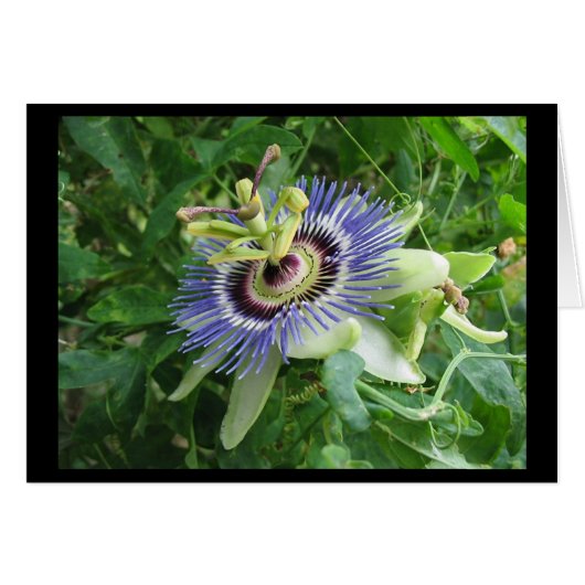 Passion Flower Cards (Front Horizontal)