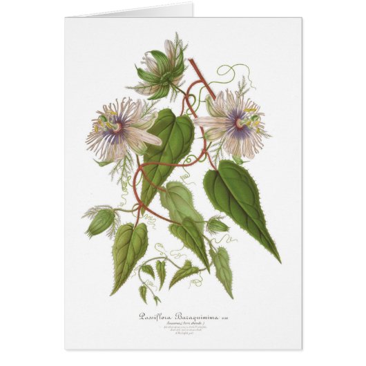 Passion flower cards (Front)
