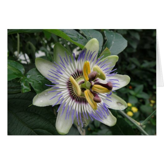 Passion Flower Greeting Card (Front Horizontal)