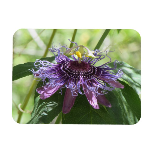 Passion Flower Magnet (Horizontal)