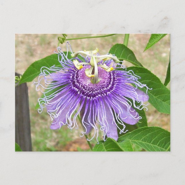 Passion Flower Postcard (Front)