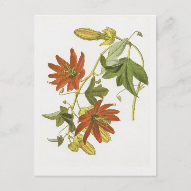 Passion flower postcard (Front)