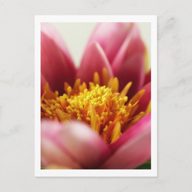 Passion Flower Postcard (Front)