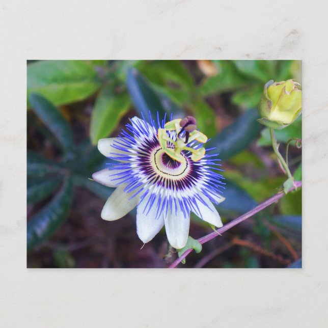 Passion Flower Postcard (Front)