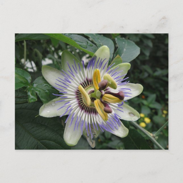 Passion Flower Postcard (Front)